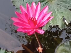 -亚龙湾热带天堂森林公园