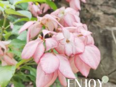 -中国科学院华南植物园