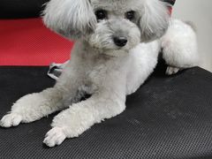 -利又安动物医院··老年病·猫科犬科·中兽医