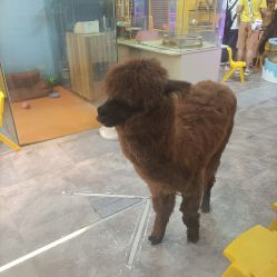-神奇动物撸宠馆·羊驼·小浣熊·异宠(豫园店)