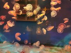 -大连圣亚海洋世界
