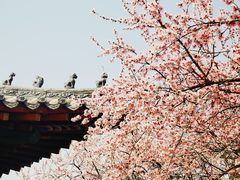 -桃花堤公园
