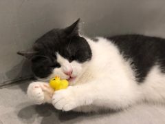-猫儿山۰猫主题餐厅