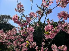 -桃花涧