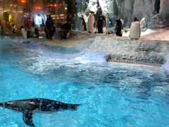 -帝企鹅自助餐厅•儿童岛•真企鹅(长隆企鹅酒店)