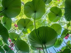 -莲花池公园