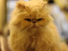 -猫色咖啡·猫咖