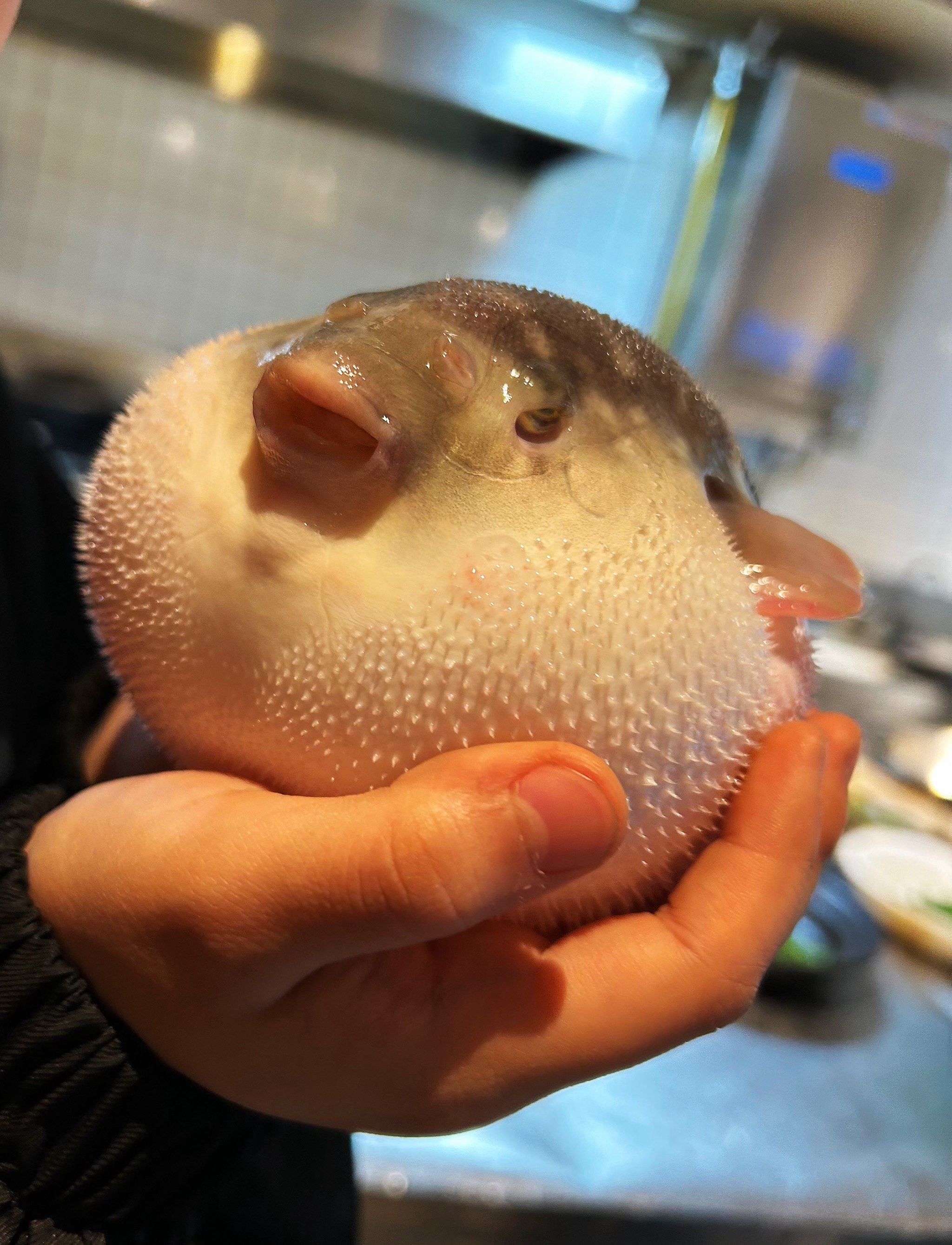 生气的小河豚🐡是那么的可爱