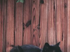 -喵屿·大理花园猫咖