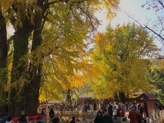 -潭柘寺景区