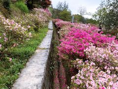 -广州市石门国家森林公园