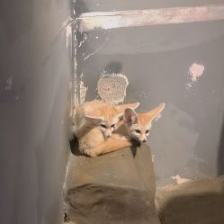 -未来动物城动物主题公园(大悦城店)
