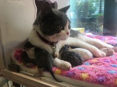 -李小姐の猫咖啡馆(五角场店)