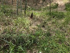 -上海佘山国家森林公园天马山园