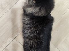 -安格丽娜·狗咖·猫咖羊驼咖(春熙路百盛商场店)