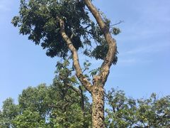 -张坝桂圆林公园