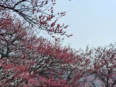 -新建村梅花