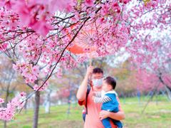 -天适樱花悠乐园