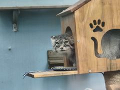 -青藏高原野生动物园