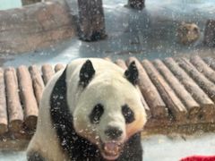 -青藏高原野生动物园
