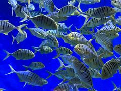 -成都浩海立方海洋公园