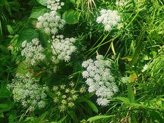 -五营红松林海景区