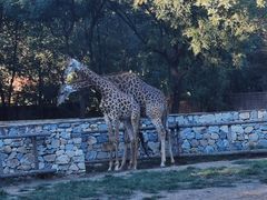 -北京野生动物园