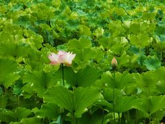 -四川大学(华西校区)