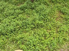 -中国大熊猫保护研究中心雅安碧峰峡基地