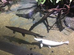 -新加坡海洋生态馆