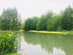 -桤木河湿地公园