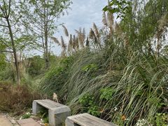 -白鹭湾湿地公园
