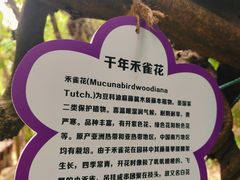 -洪崖丹井