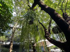 -Fern Forest Cafe