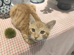 -弗劳尔花艺坊(龙涛店)