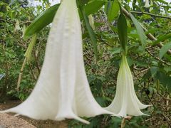 -广西壮族自治区药用植物园