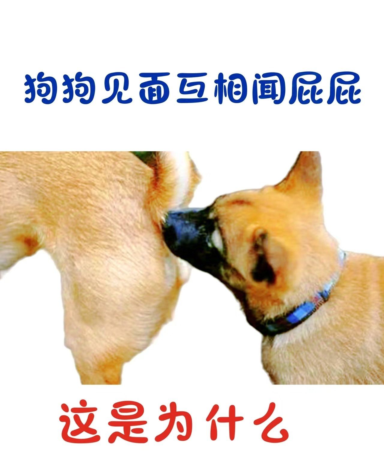 狗狗见面闻屁屁是为什么