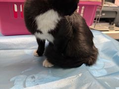 -纳吉亚猫专科动物诊疗中心(蒋宅口分院)