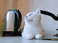 -东方名猫馆·英短金渐层布偶猫舍(环线广场1号楼店)