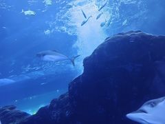 -成都浩海立方海洋公园