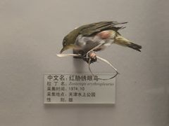 -天津自然博物馆