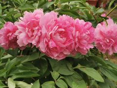 -广西壮族自治区药用植物园