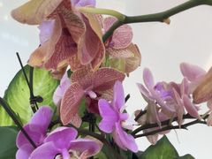 -见味花甲(合生汇店)