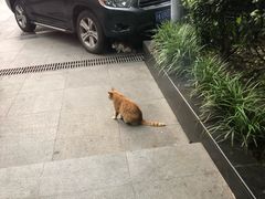 -爱侣·安琦尔宠物医院·中兽医针灸·心内科·狂犬免疫点(宝山区院)