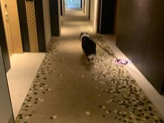 -上海崇明金茂凯悦酒店