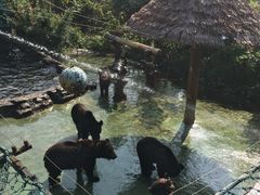 -深圳野生动物园