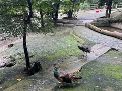 -哈尔滨北方森林动物园