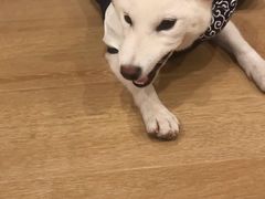 -南京Hallo宠物乐园·哈罗犬舍·柴犬繁育基地
