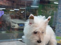 -FAELING PETS美天灵宠物(合生汇店)
