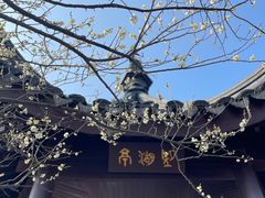-香雪海